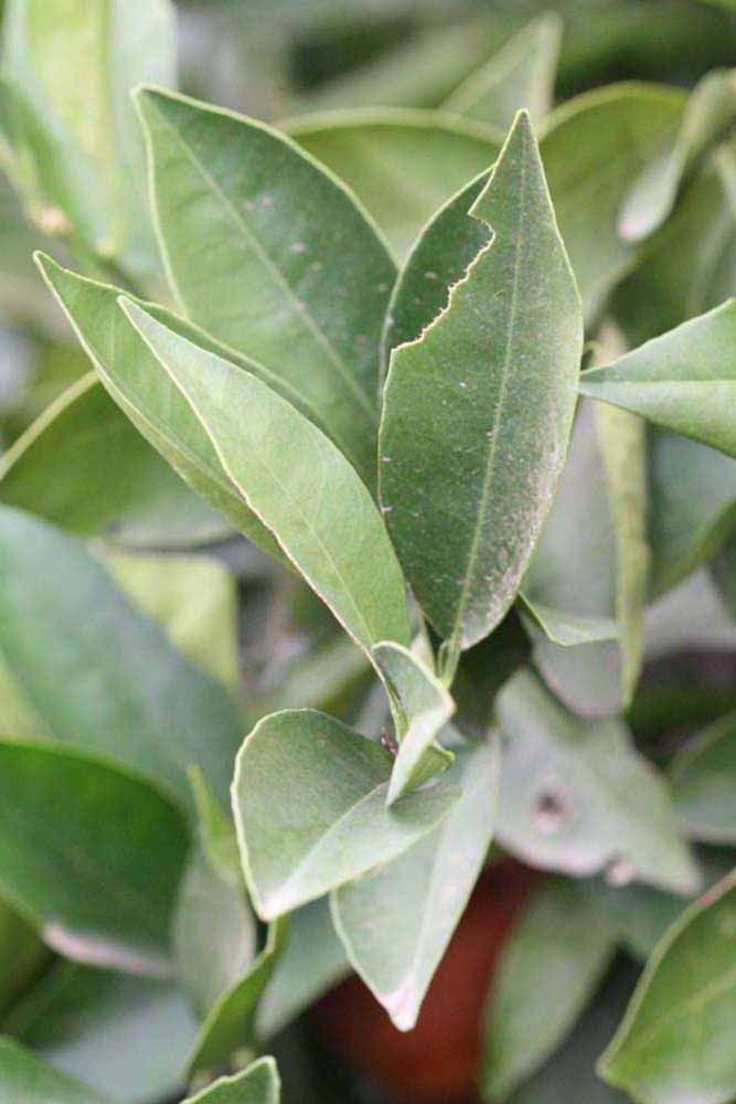              Sun leaves (Riverside, CA)       